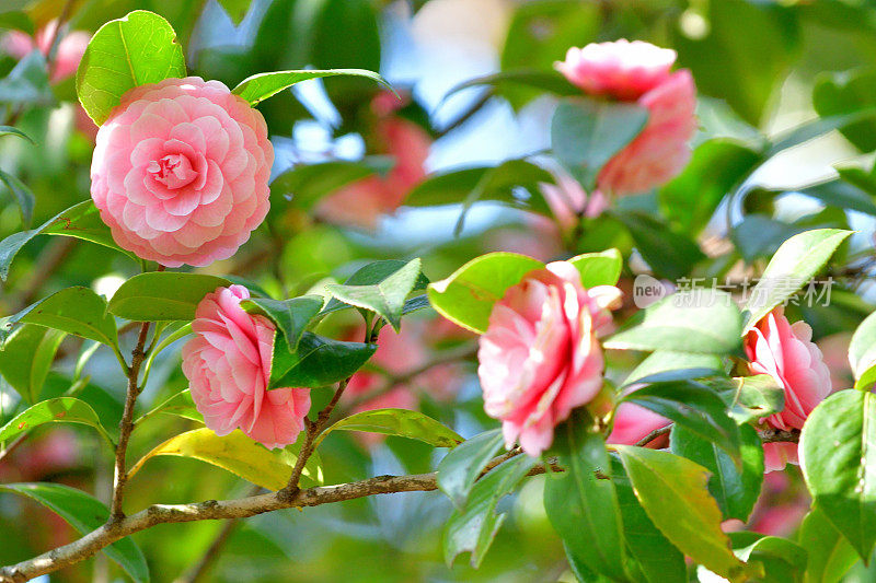 山茶花/日本山茶花花:红色，粉红色和白色